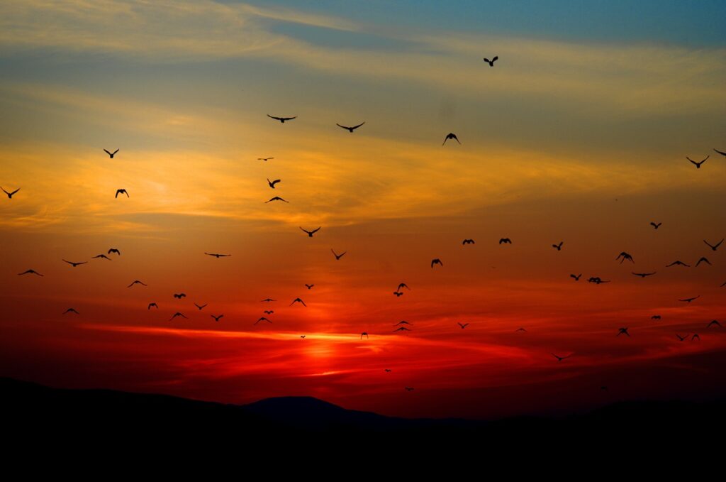 mountains, birds, silhouette