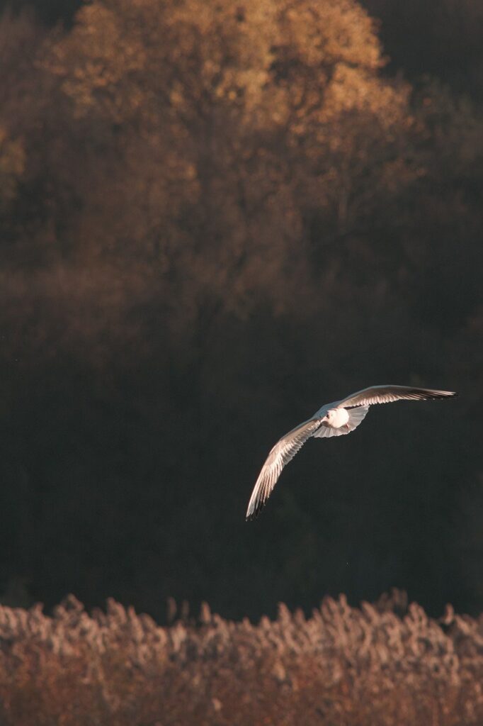 bird, wings, flight