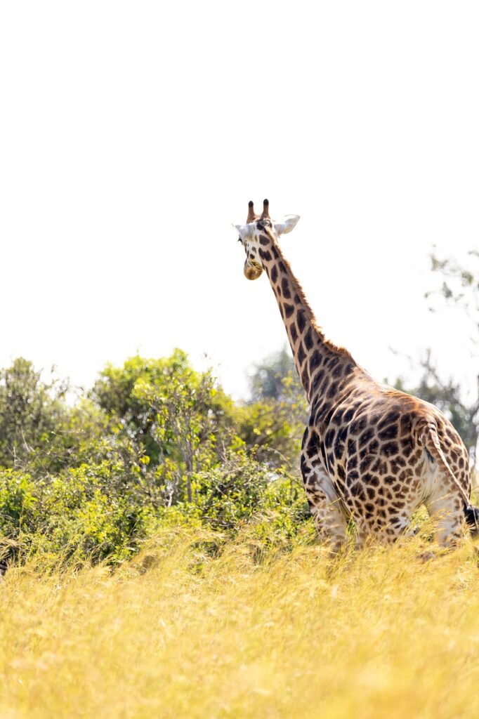 giraffe, animal, safari