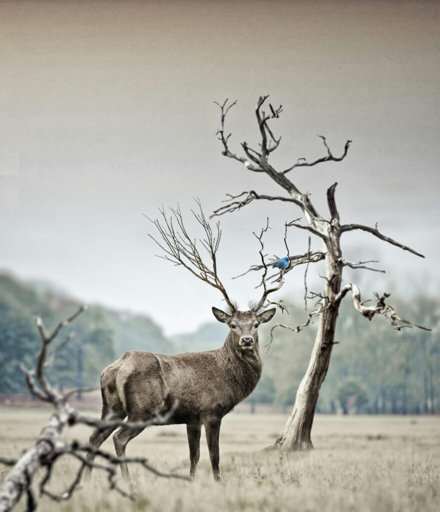 A powerful stag with antlers stands amidst a foggy forest, exuding natural beauty and wildness.